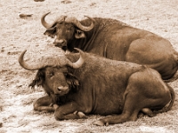 Rezerwat w Chobe (Botswana)